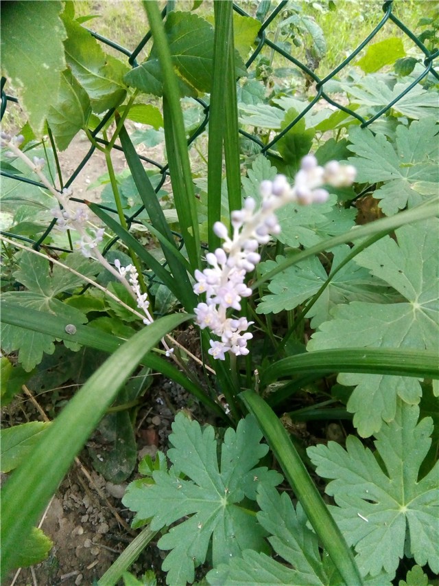 Liriope muscari